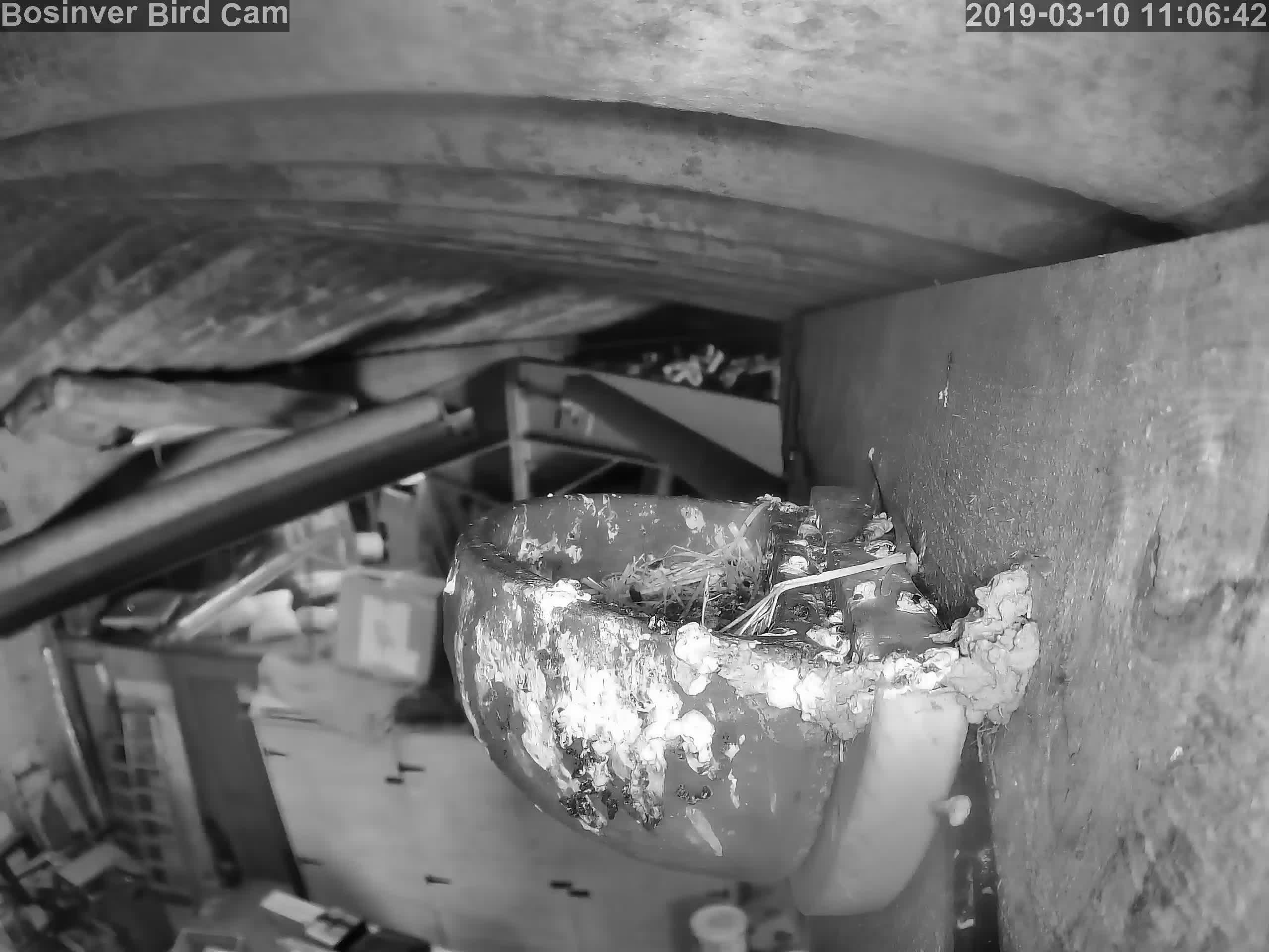 webcam Bird Cam