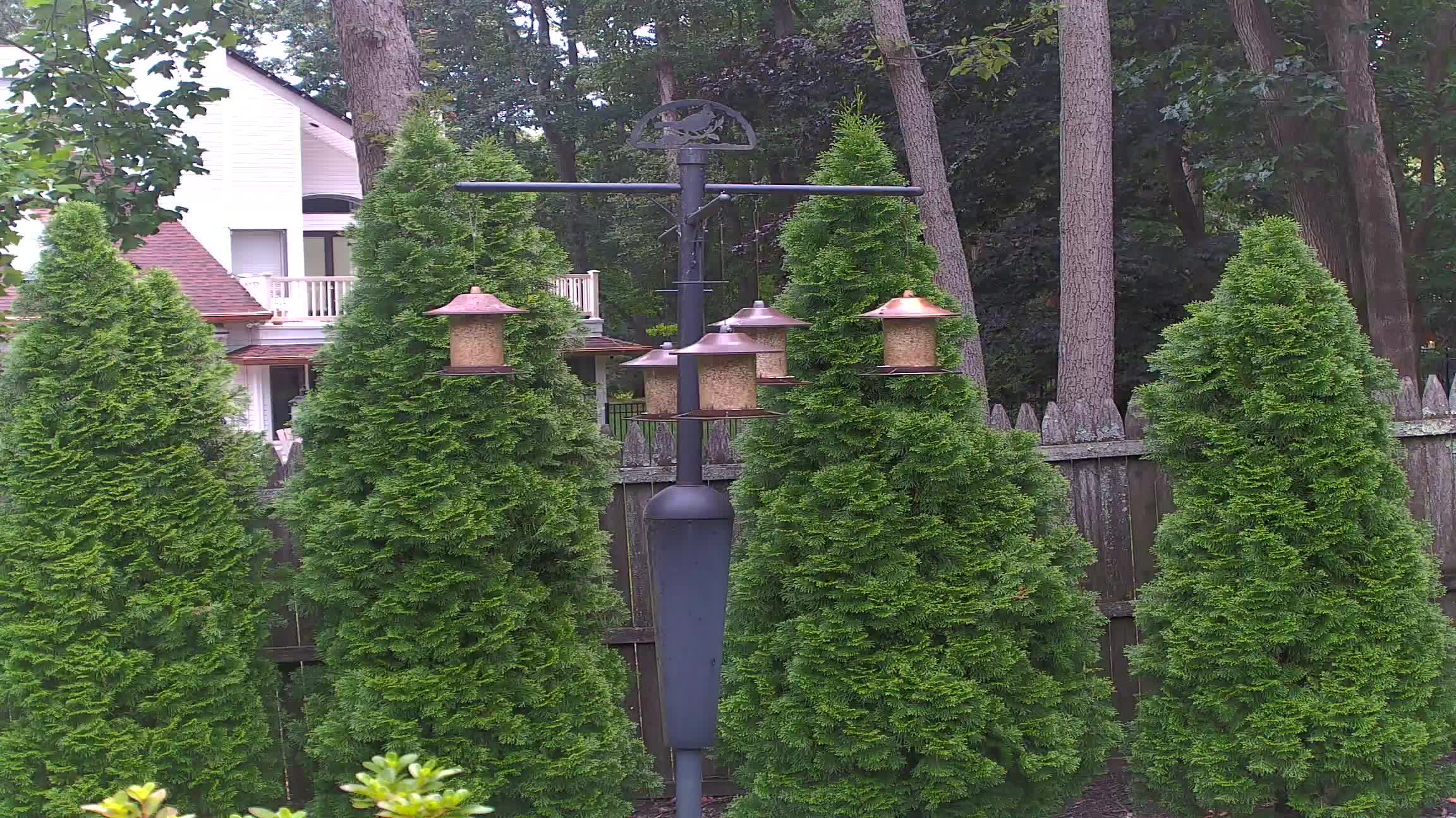 webcam Birdcam