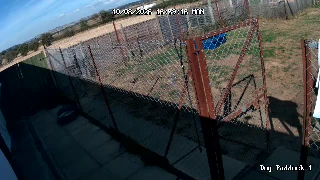 webcam CAM1 Carleton Canine