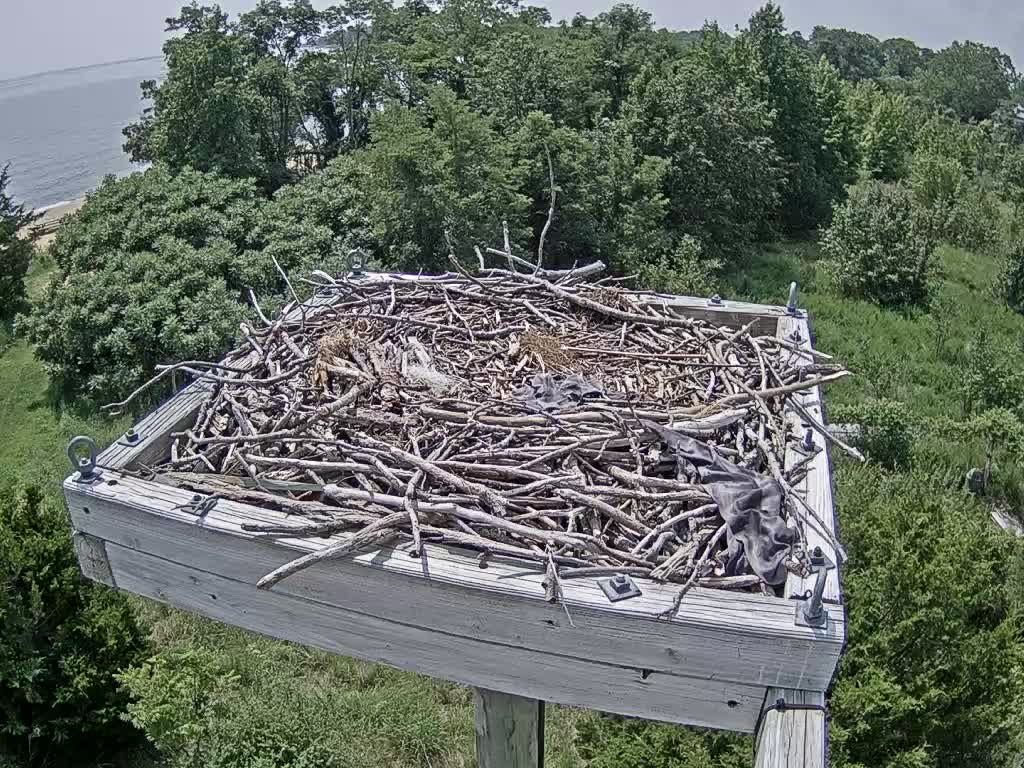 webcam Chesapeake Bay Foundation Osprey Camera