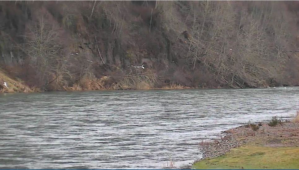 webcam Coolitz-River