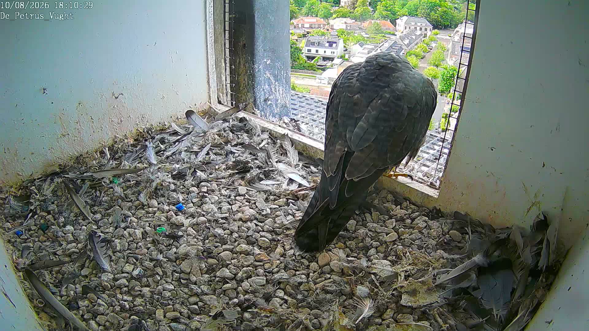 webcam DePetrus Vught