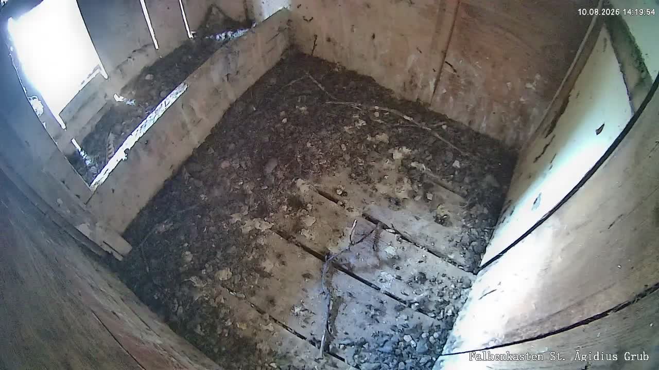 webcam Falkenkasten St. Ägidius Grub