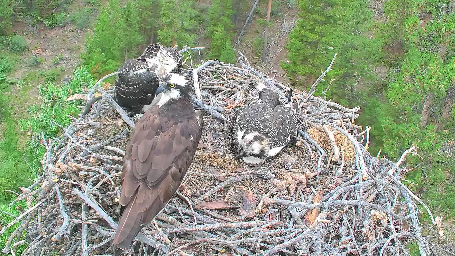 webcam Grand Lake Osprey