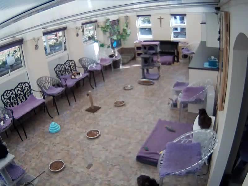 webcam MCS Cat Lounge
