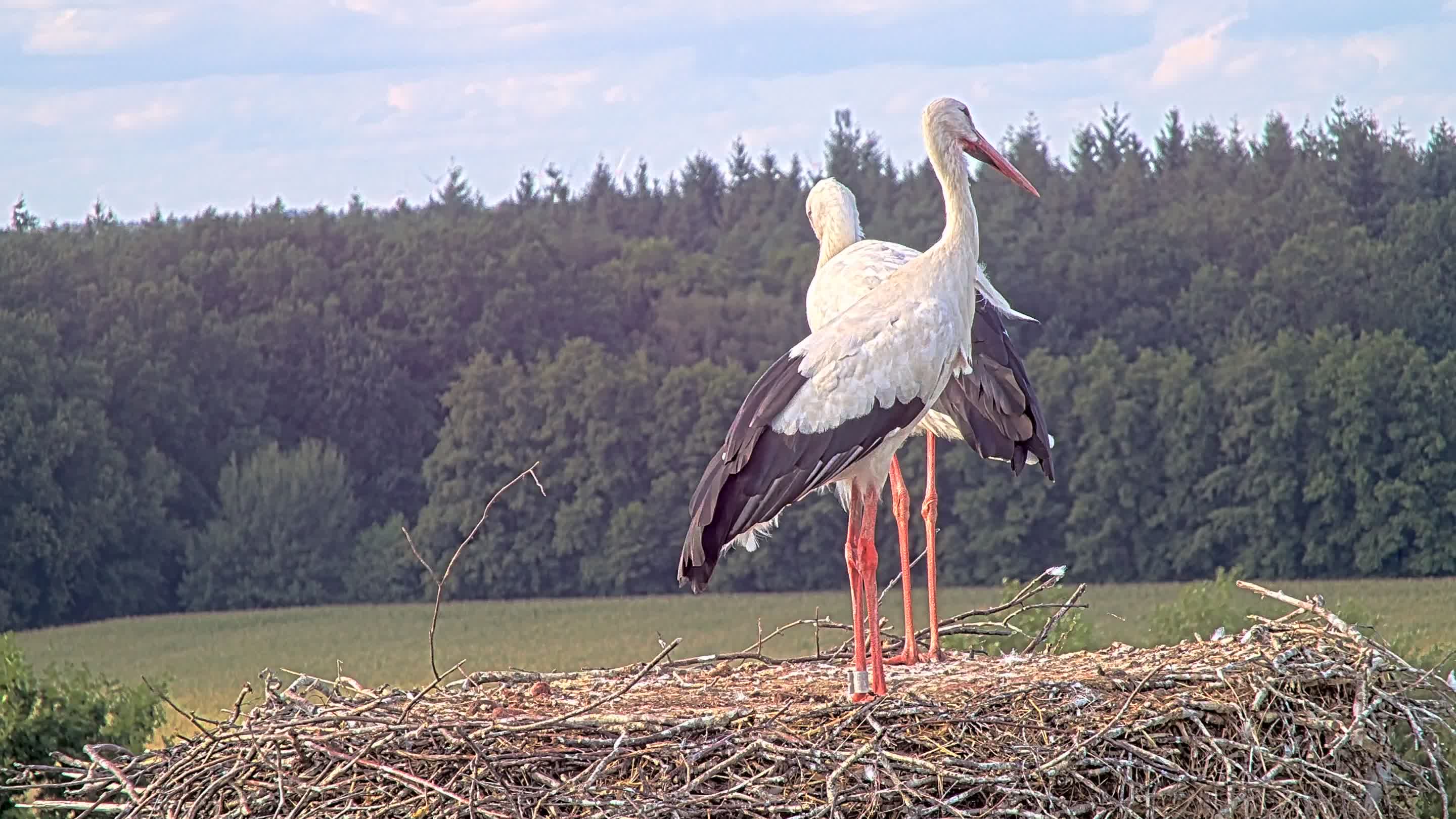 webcam Nabu Leiferde Storchen