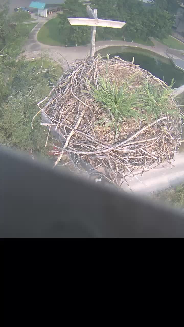 webcam Osprey Pole