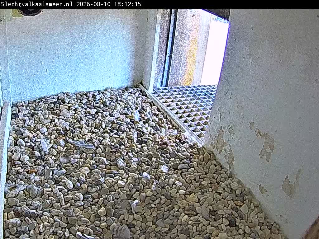 webcam Slechtvalk Aalsmeer Nestcam-rechts