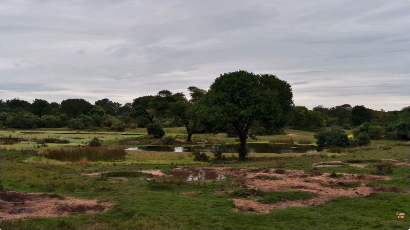 webcam Tembe Elephant Park