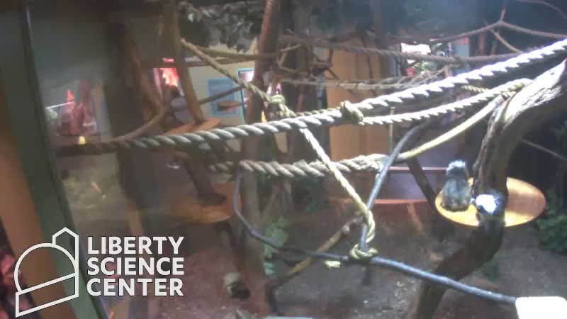 webcam the Liberty Science Center Tamarins