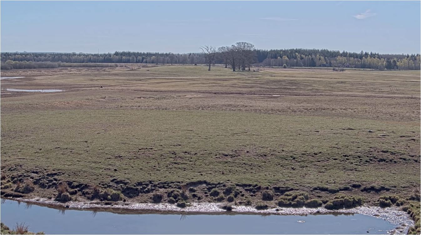 webcam Hornborgasjön
