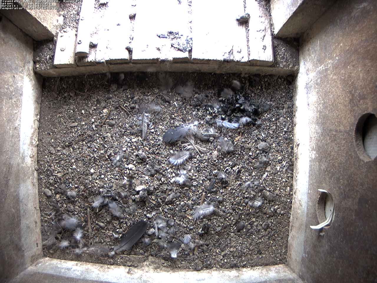 webcam Turmfalken1