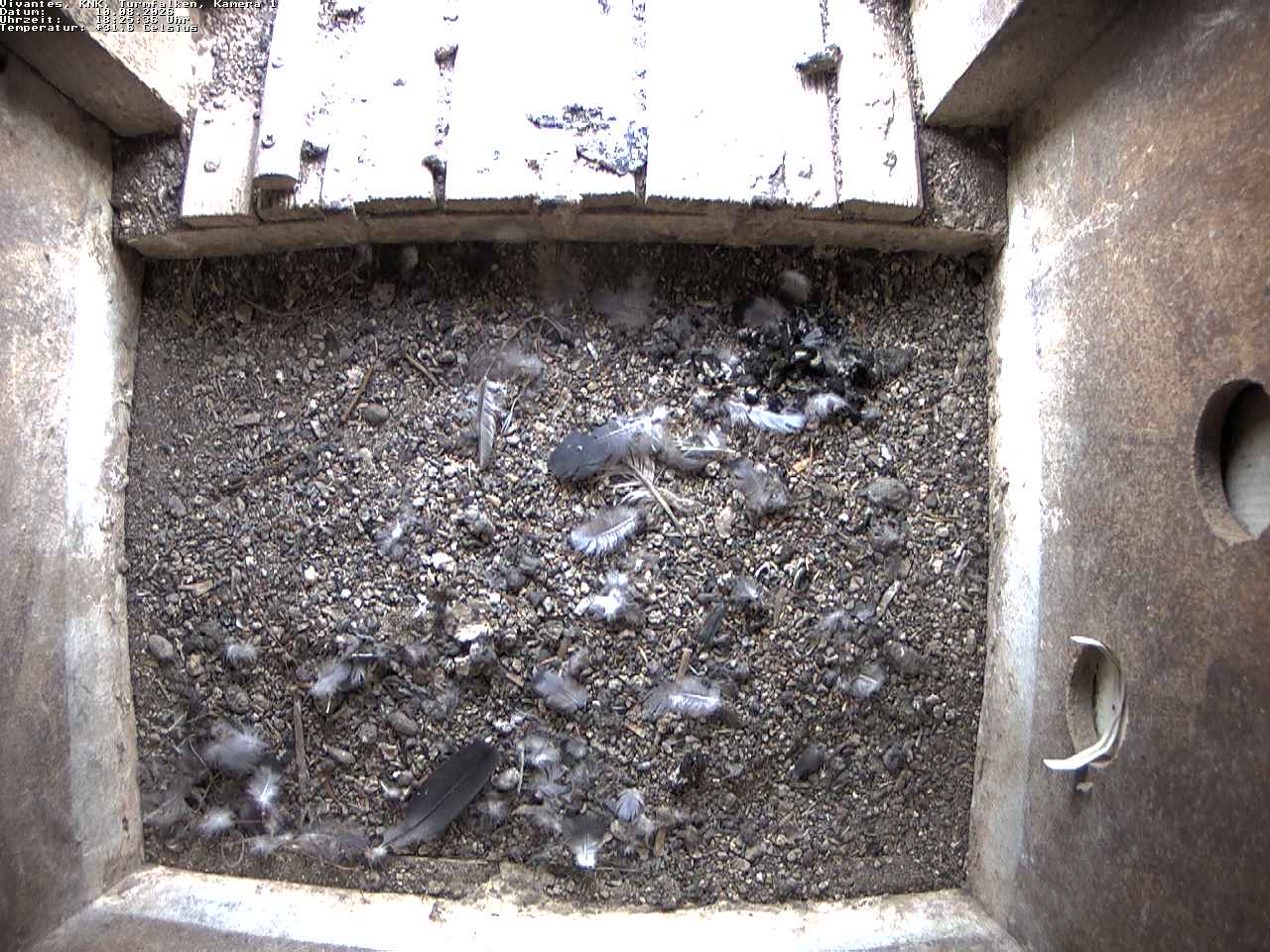 webcam Turmfalkenhorst Ost, Berlin