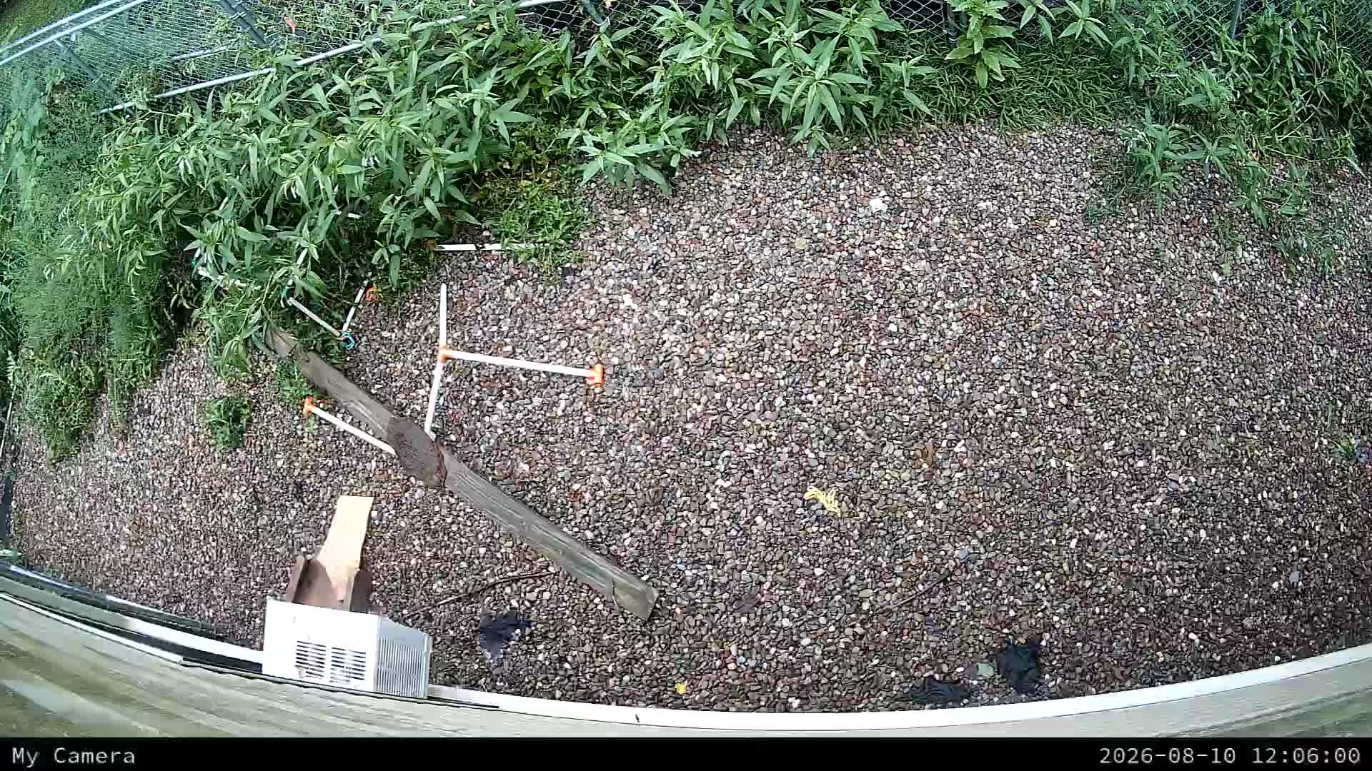 webcam Weaning 1 Outside Cam
