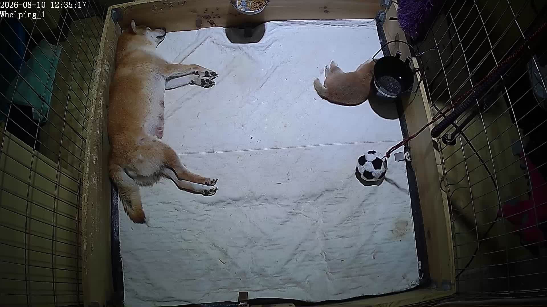 webcam Whelping 1