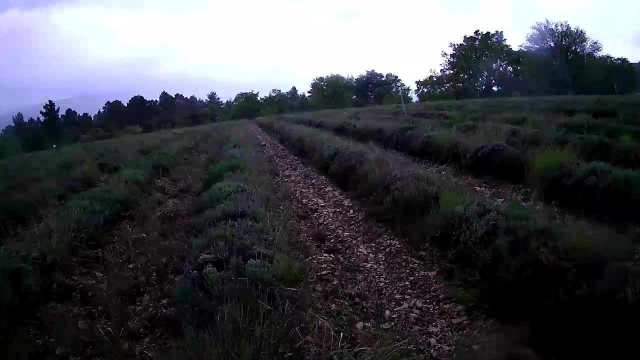 webcam Sault - Aroma Plantes