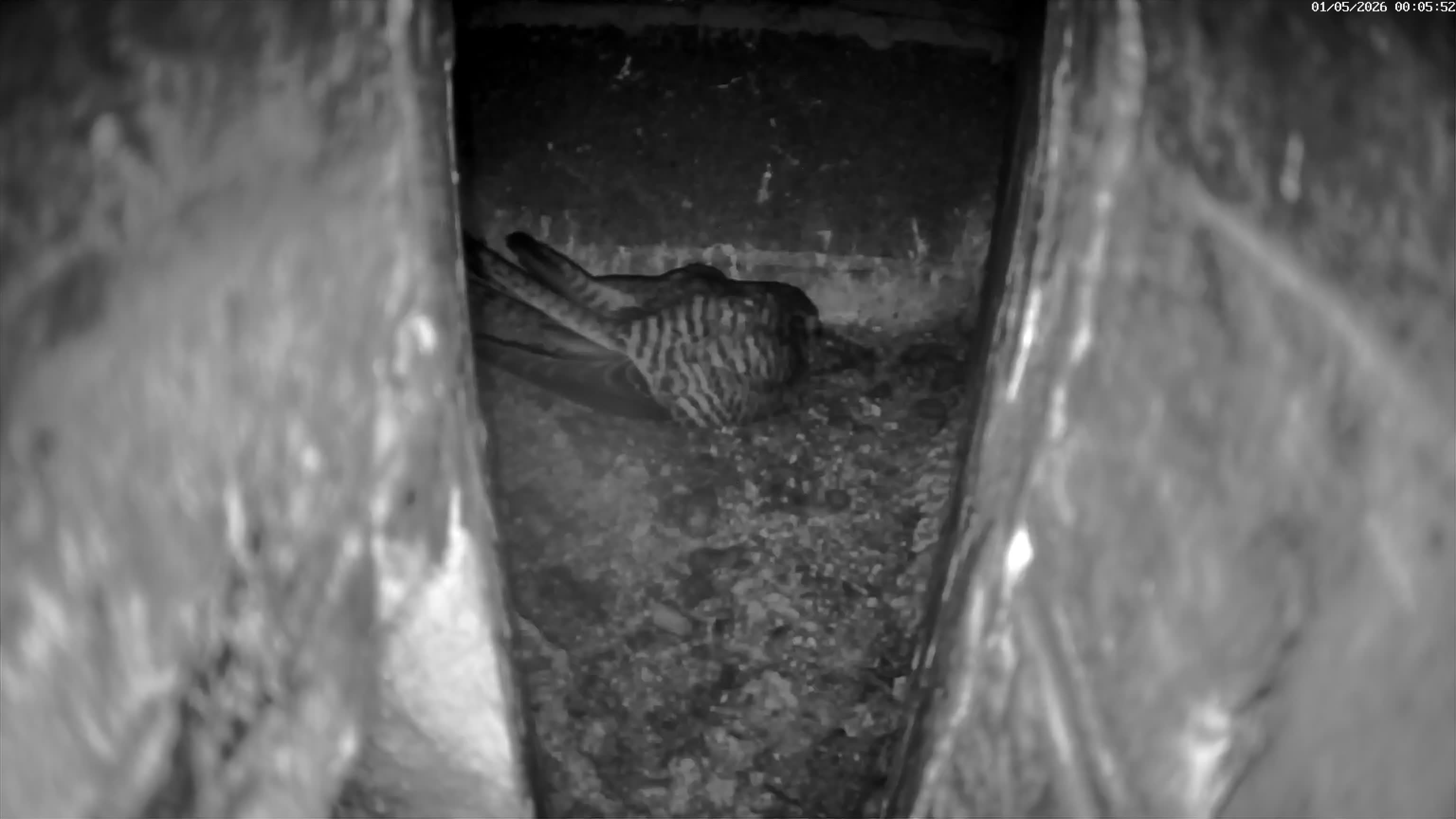 Webcam Image